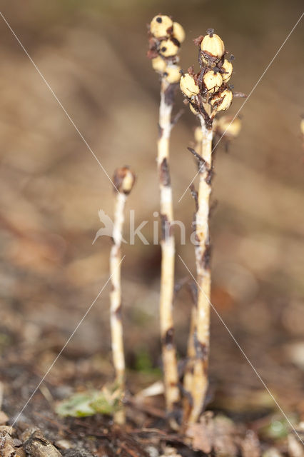 Yellow Bird’s Nest (Monotropa hypopitys)