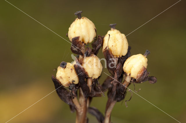 Stofzaad (Monotropa hypopitys)