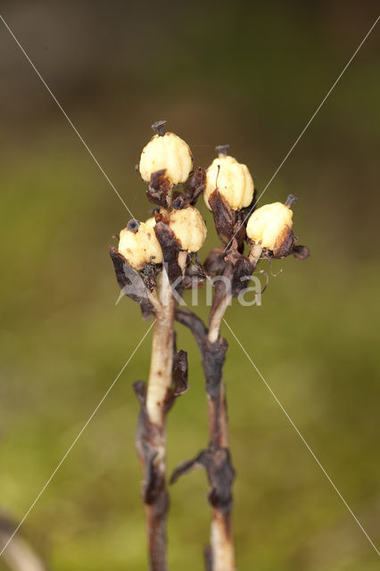 Yellow Bird’s Nest (Monotropa hypopitys)