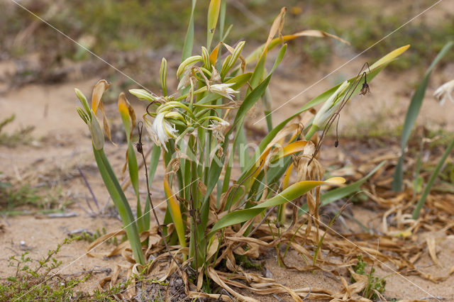 sea-daffodil (Pancratium maritimum)