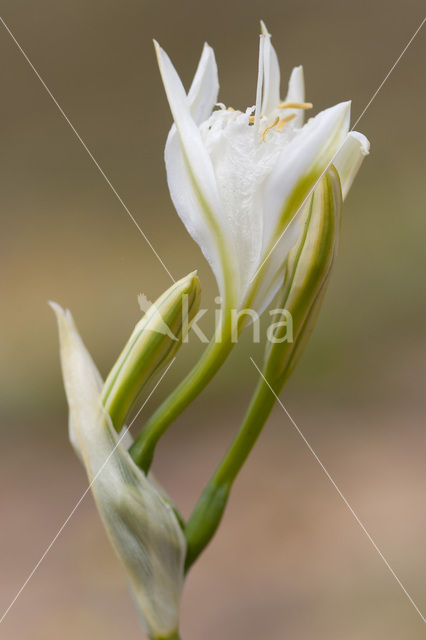 sea-daffodil (Pancratium maritimum)