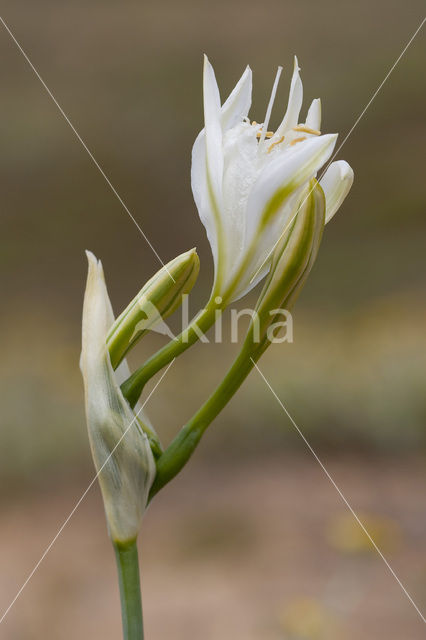 sea-daffodil (Pancratium maritimum)