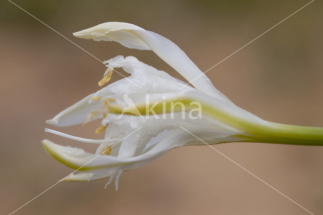 sea-daffodil (Pancratium maritimum)