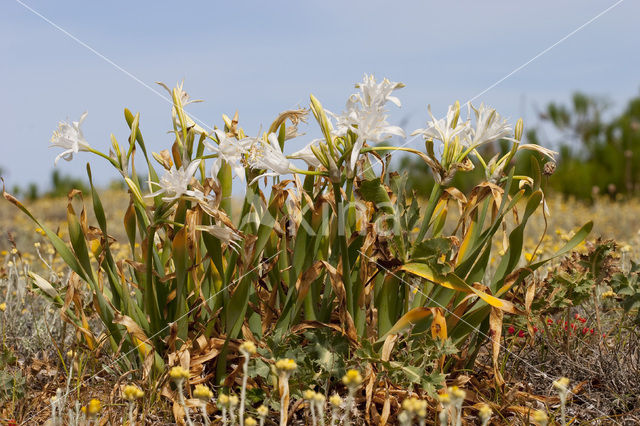 sea-daffodil (Pancratium maritimum)