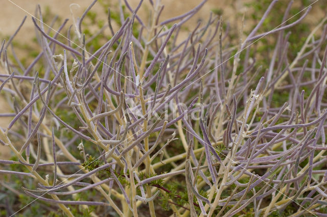 Sea Stock (Matthiola sinuata)