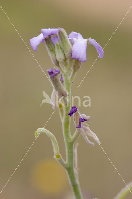 Sea Stock (Matthiola sinuata)