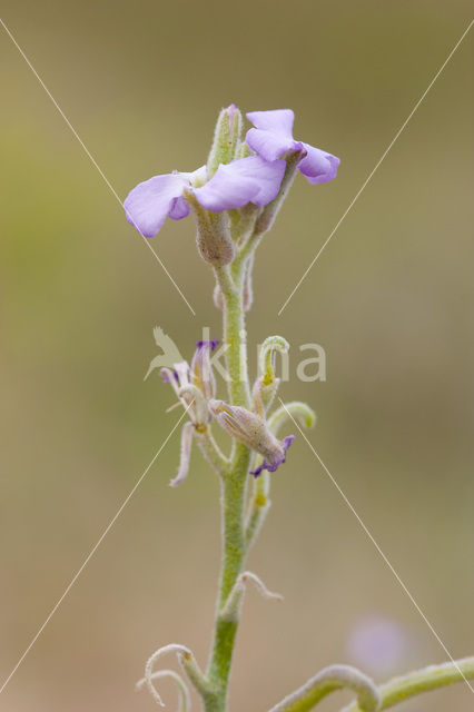 Sea Stock (Matthiola sinuata)