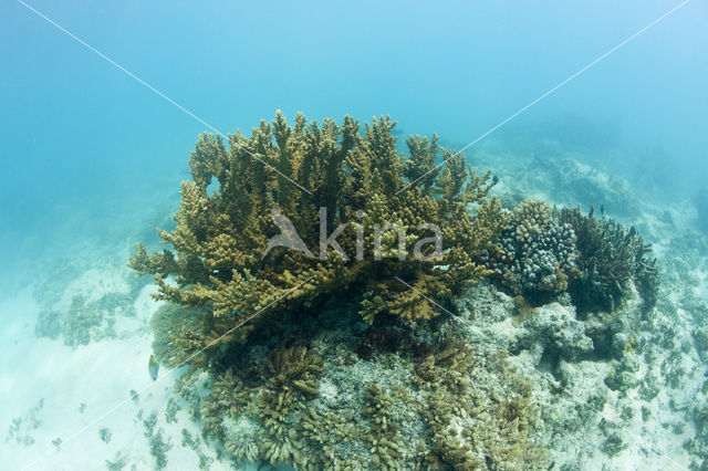 Tafelkoraal (Acropora spec)