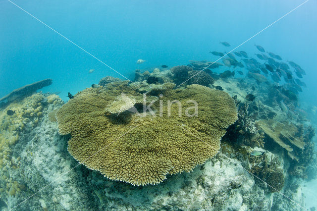 Table coral (Acropora spec)