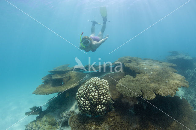 Tafelkoraal (Acropora spec)