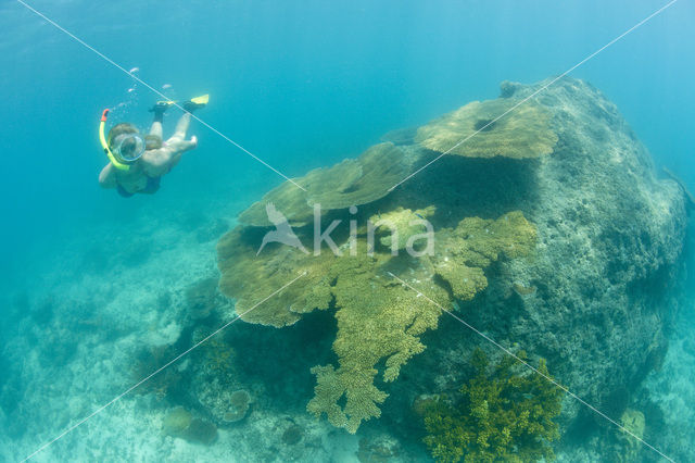 Table coral (Acropora spec)