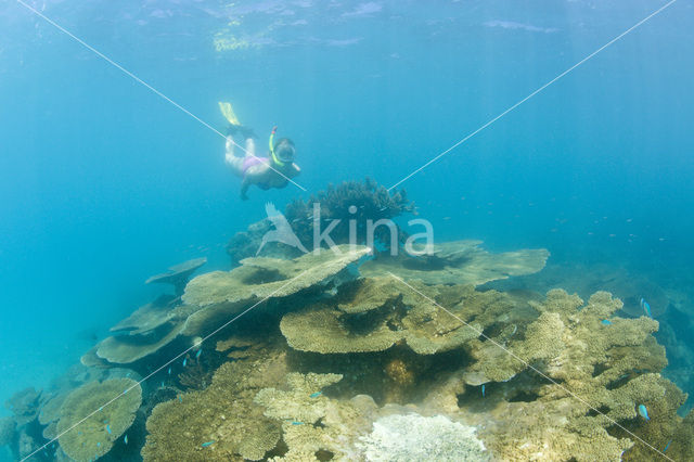 Tafelkoraal (Acropora spec)