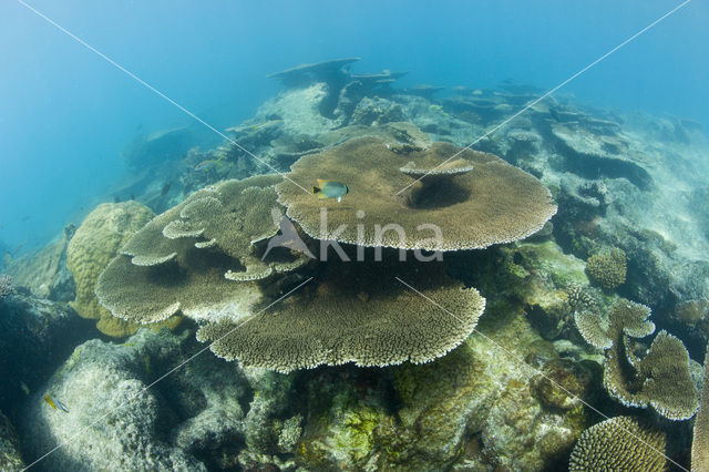 Table coral (Acropora spec)