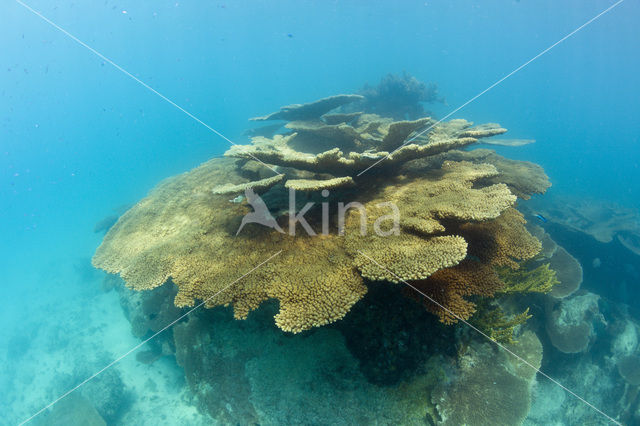 Tafelkoraal (Acropora spec)