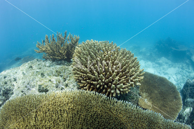 Tafelkoraal (Acropora spec)