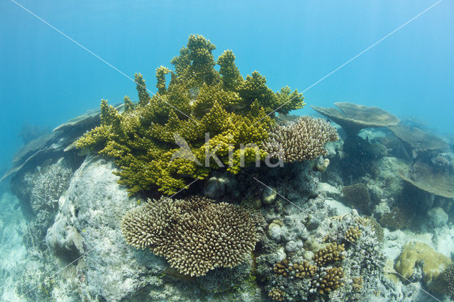 Table coral (Acropora spec)