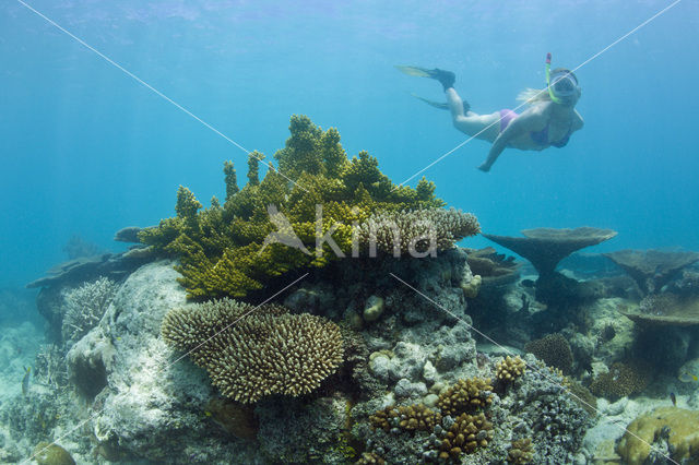 Table coral (Acropora spec)