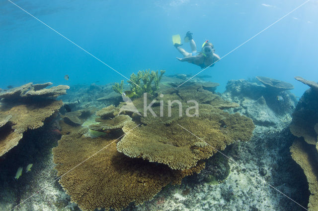 Table coral (Acropora spec)