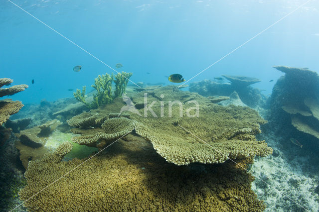 Table coral (Acropora spec)