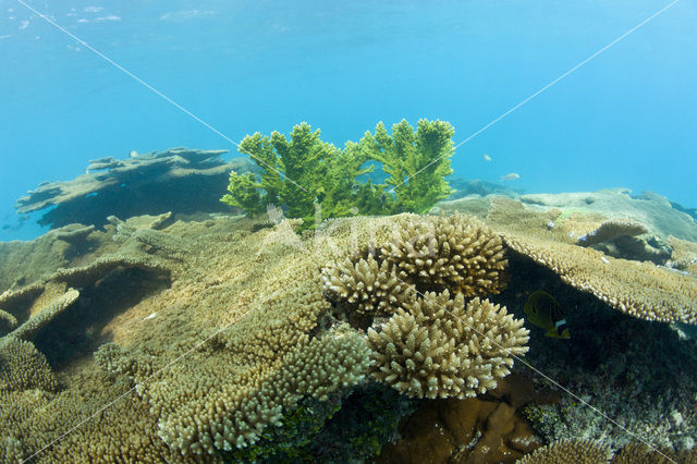 Table coral (Acropora spec)