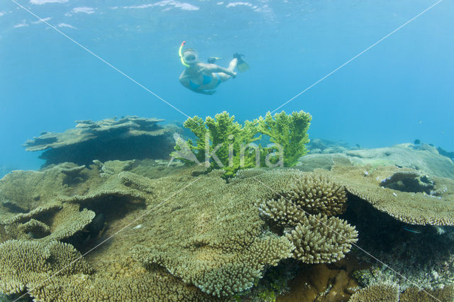 Tafelkoraal (Acropora spec)