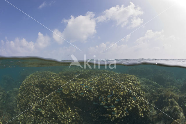 Table coral (Acropora spec)