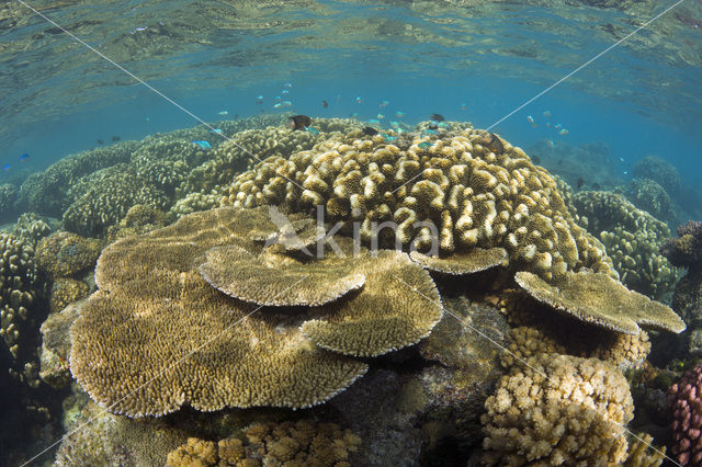 Table coral (Acropora spec)