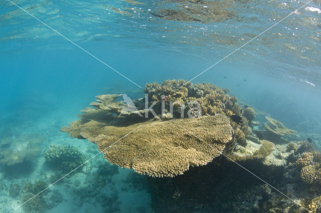 Table coral (Acropora spec)