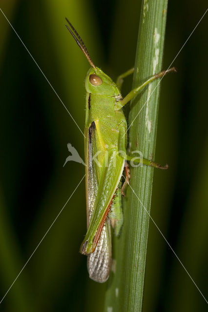 Tricolor Locust (Paracinema tricolor)