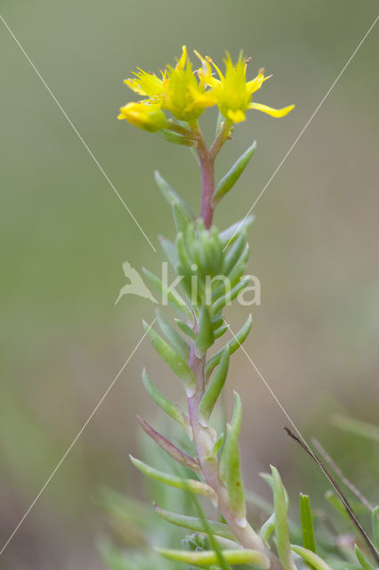 Reflexed Stonecrop (Sedum reflexum)