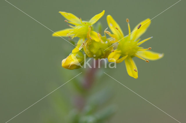 Tripmadam (Sedum reflexum)