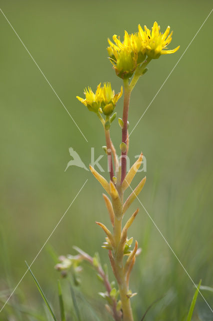 Reflexed Stonecrop (Sedum reflexum)