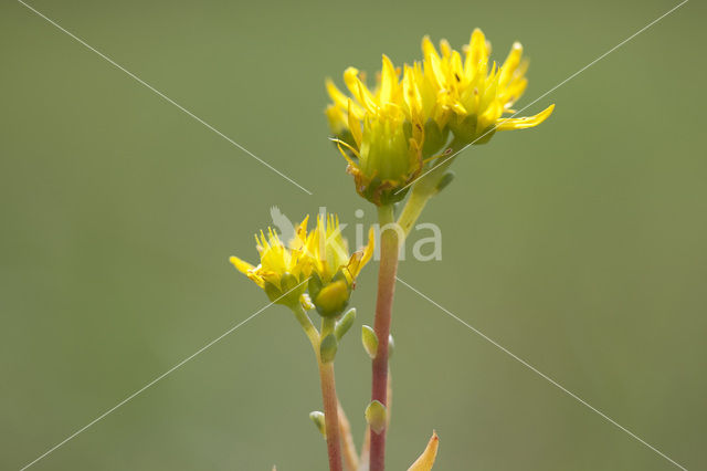 Reflexed Stonecrop (Sedum reflexum)