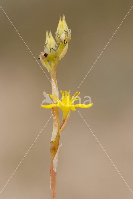 Reflexed Stonecrop (Sedum reflexum)