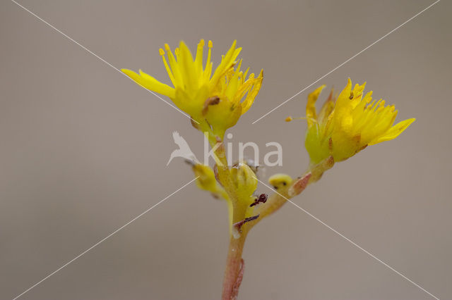 Reflexed Stonecrop (Sedum reflexum)