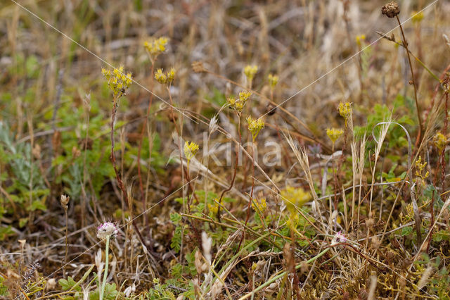 Reflexed Stonecrop (Sedum reflexum)