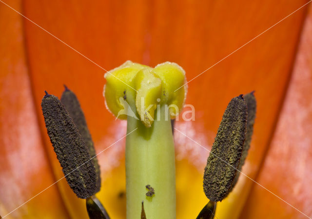 Tulip (Tulipa)