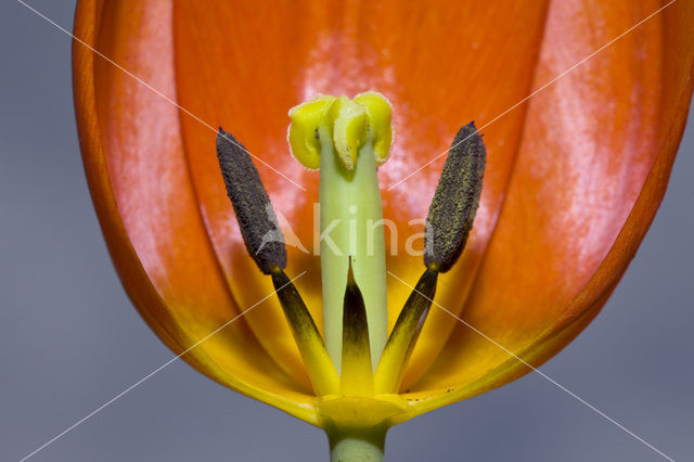 Tulip (Tulipa)