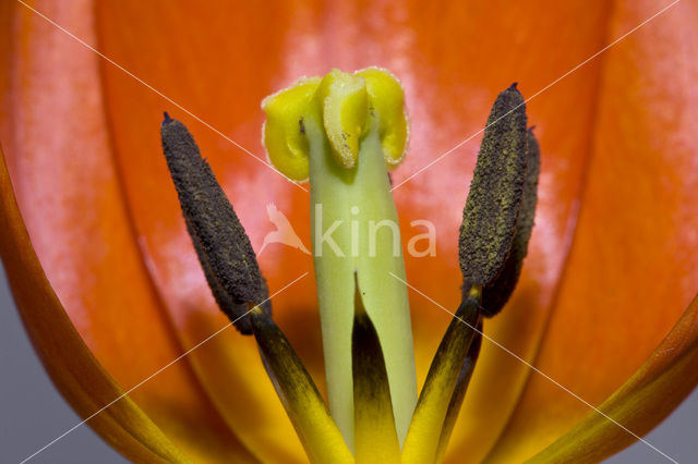 Tulip (Tulipa)