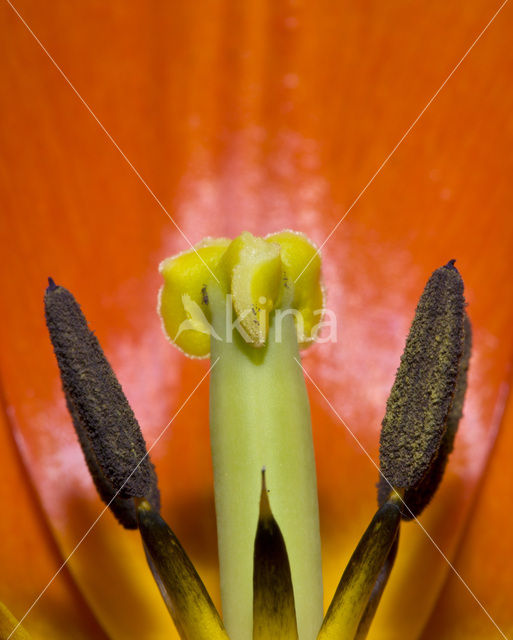 Tulp (Tulipa)