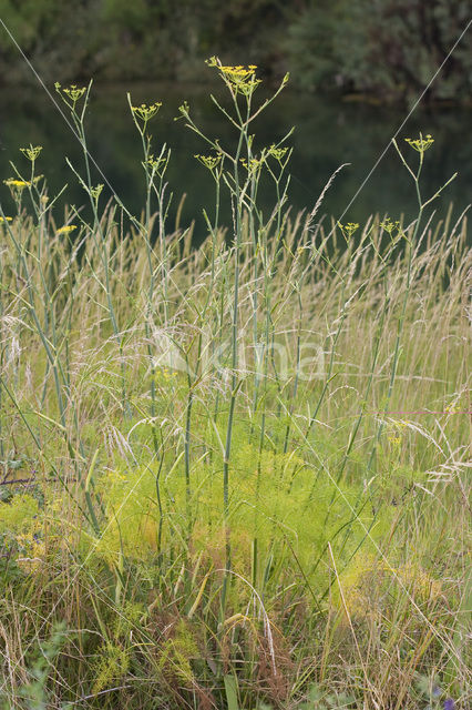 Venkel (Foeniculum vulgare)