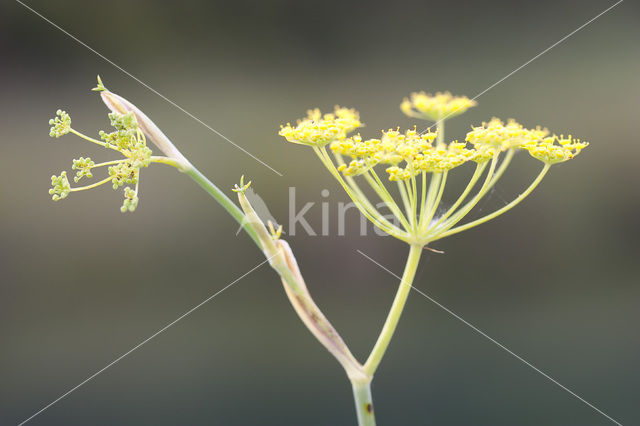 Venkel (Foeniculum vulgare)