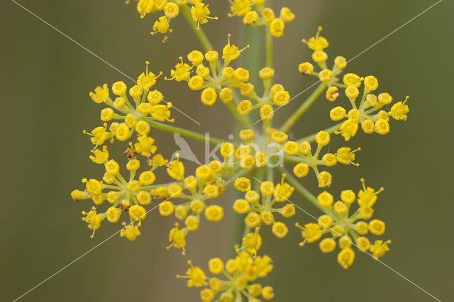 Venkel (Foeniculum vulgare)