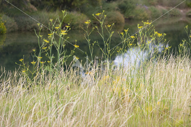 Venkel (Foeniculum vulgare)