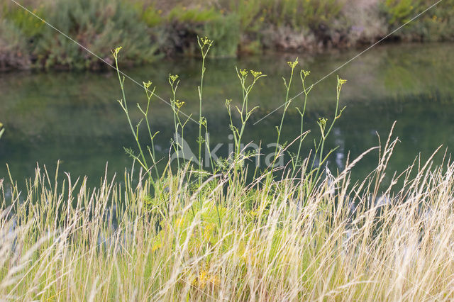 Fennel (Foeniculum vulgare)