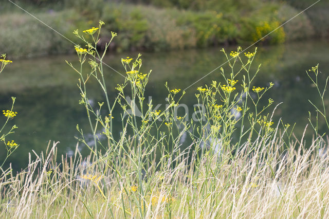 Fennel (Foeniculum vulgare)