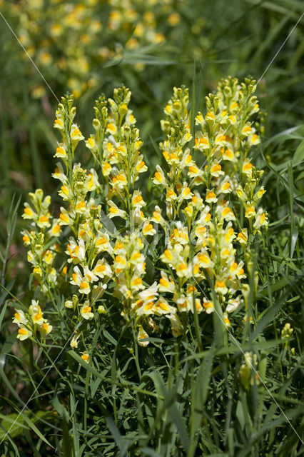 Vlasbekje (Linaria vulgaris)