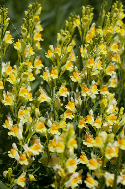 Vlasbekje (Linaria vulgaris)