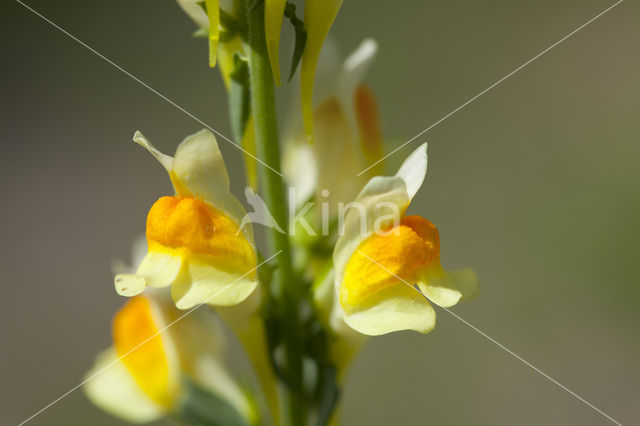 Vlasbekje (Linaria vulgaris)