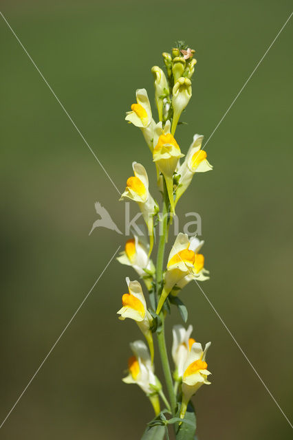 Vlasbekje (Linaria vulgaris)